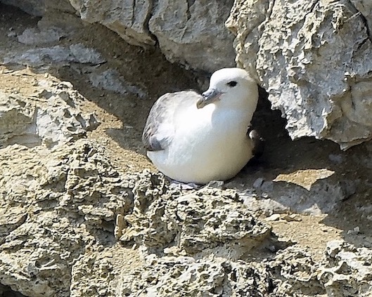 fulmar